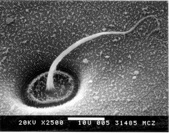 Media type: image; Herpetology R-100634